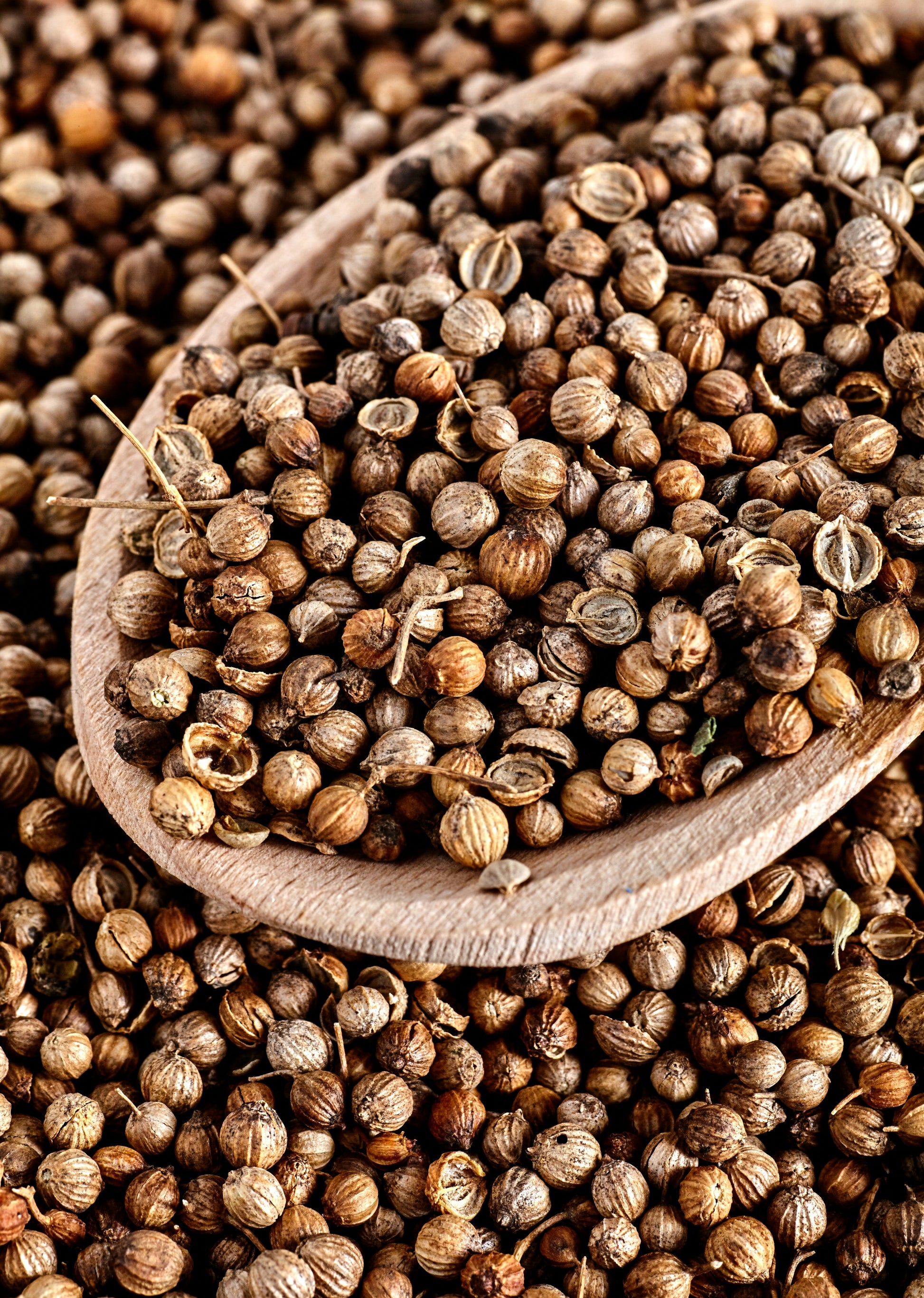 Coriander Seeds packed in the UK